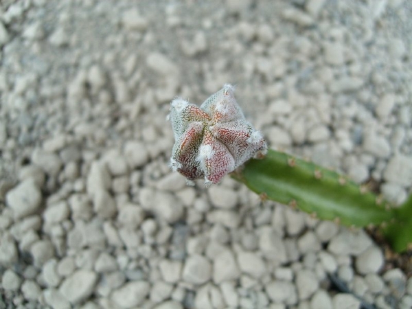 astrophytum myriostigma cv onzuka red zebra