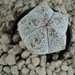 Astrophytum myriostigma cv. onzuka 1