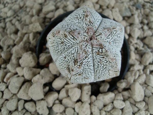 Astrophytum myriostigma cv. onzuka 1