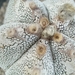 Astrophytum myriostigma cv. onzuka 4