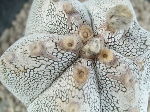 Astrophytum myriostigma cv. onzuka 4