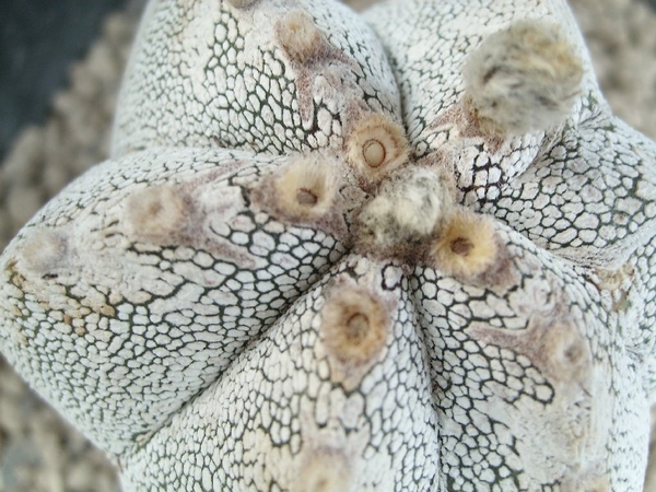 Astrophytum myriostigma cv. onzuka 4