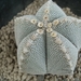 Astrophytum myriostigma cv. onzuka 5