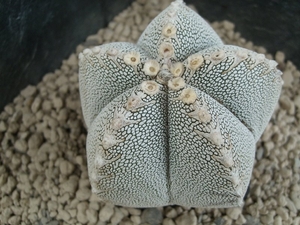 Astrophytum myriostigma cv. onzuka 5