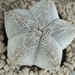 Astrophytum myriostigma cv. onzuka 6