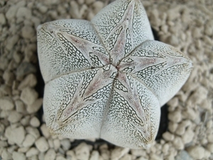 Astrophytum myriostigma cv. onzuka 6