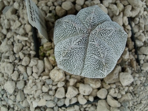 Astrophytum myriostigma cv. onzuka  7