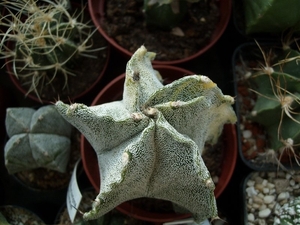astrophytum myriostigma cv. suzanani