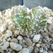 astrophytum myriostigma cv. thin