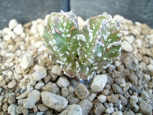 astrophytum myriostigma cv. thin