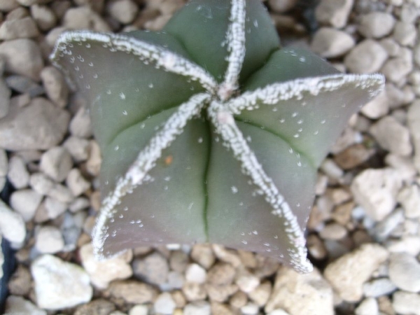 Astrophytum myriostigma cv.heikiran ginsha