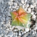 Astrophytum myriostigma cv.koh-yo
