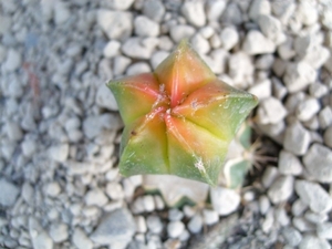 Astrophytum myriostigma cv.koh-yo