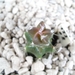 Astrophytum myriostigma hybr. Nintaku