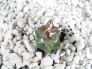 Astrophytum myriostigma hybr. Nintaku