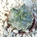 Astrophytum myriostigma kikko