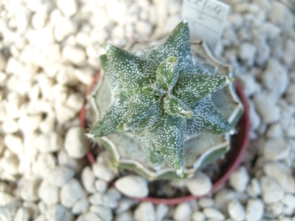 Astrophytum myriostigma kikko