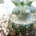 Astrophytum myriostigma kikko 1