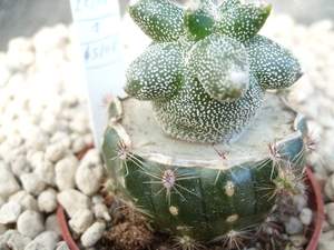 Astrophytum myriostigma kikko 1