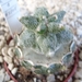 Astrophytum myriostigma kikko 2
