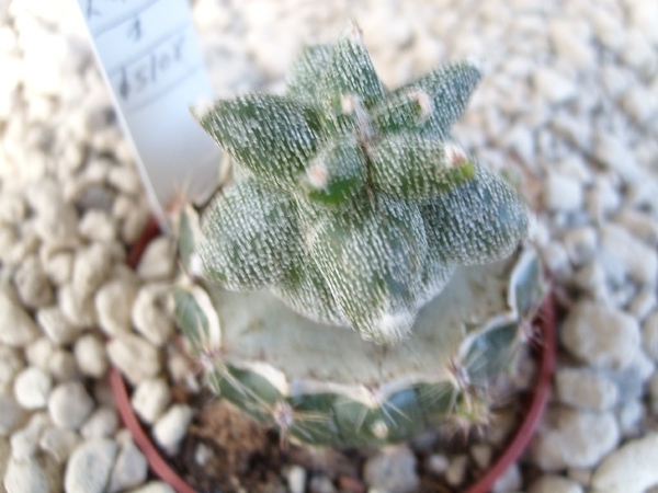 Astrophytum myriostigma kikko 2