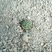 Astrophytum myriostigma kikko 3
