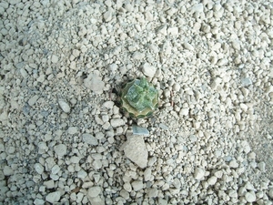 Astrophytum myriostigma kikko 3