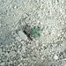 Astrophytum myriostigma kikko 4
