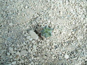 Astrophytum myriostigma kikko 4