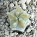 Astrophytum myriostigma koh-yo