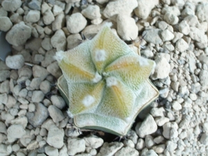 Astrophytum myriostigma koh-yo