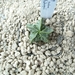 Astrophytum myriostigma nudum cv. fukuryu