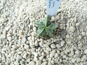 Astrophytum myriostigma nudum cv. fukuryu