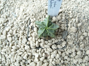Astrophytum myriostigma nudum cv. fukuryu