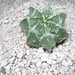 Astrophytum myriostigma nudum cv.thin x fukuruyu