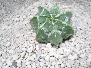 Astrophytum myriostigma nudum cv.thin x fukuruyu