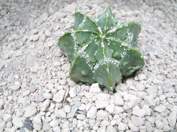 Astrophytum myriostigma nudum cv.thin x fukuruyu