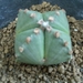 astrophytum myriostigma v quadricostatum v. nuda