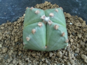 astrophytum myriostigma v quadricostatum v. nuda