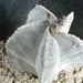 astrophytum myriostigma v. columnare