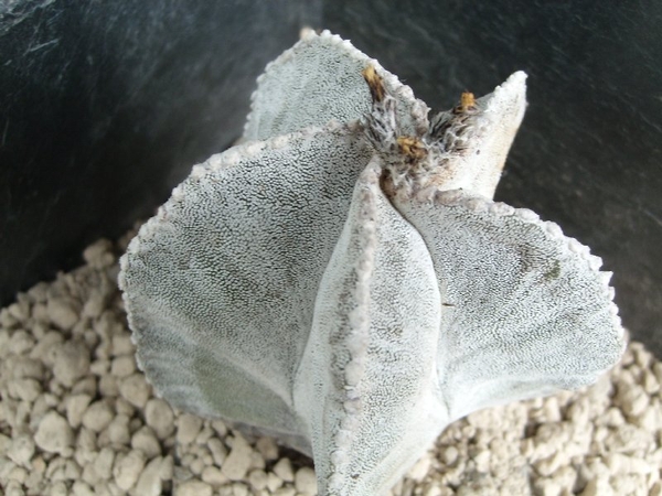 astrophytum myriostigma v. columnare