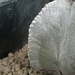 astrophytum myriostigma v. columnare 1