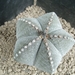 Astrophytum myriostigma v. multicostata
