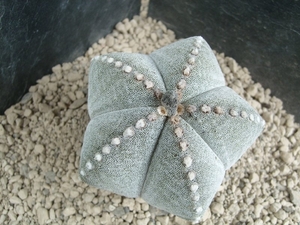 Astrophytum myriostigma v. multicostata