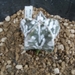 astrophytum myriostigma v. nuda hakuun