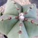 Astrophytum myriostigma v. nudum 1