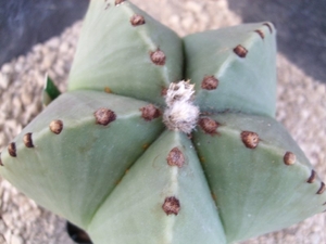 Astrophytum myriostigma v. nudum 1