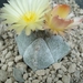 Astrophytum myriostigma v. quadricostatum  1