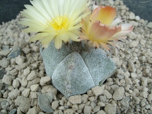 Astrophytum myriostigma v. quadricostatum  1