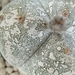 Astrophytum myriostigma v. tricostatum hakuun